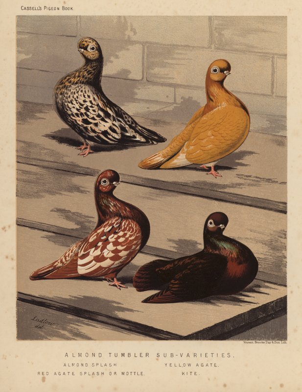 Kyyhkyset: Almond Tumbler Alalajikkeet, Almond Splash, Keltainen Akaatti, Punainen Akaatti Splash or Mottle, Kite (väri litho) tekijältä J. W. (after) Ludlow
