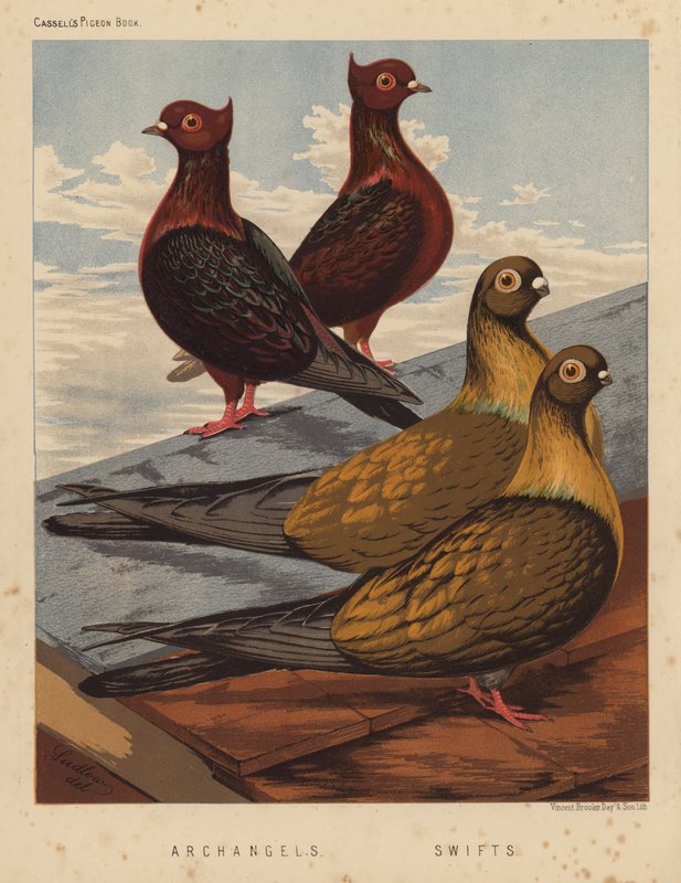 Kyyhkyset: Arkkienkelit; Swifts (väri litho) tekijältä J. W. (after) Ludlow