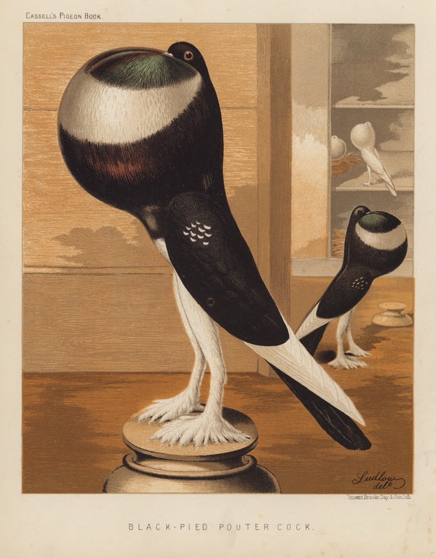 Kyyhkyset: Black-Pied Pouter Cock (väri litho) tekijältä J. W. (after) Ludlow