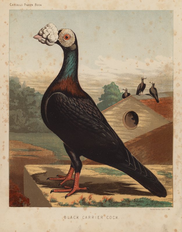 Kyyhkyset: Black Carrier Cock (väri litho) tekijältä J. W. (after) Ludlow