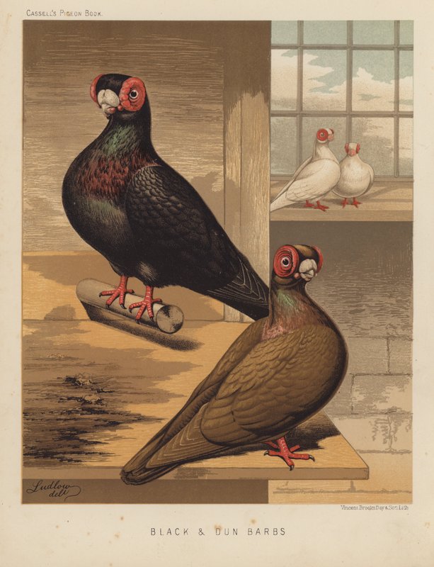 Kyyhkyset: Black and Dun Barbs (väri litho) tekijältä J. W. (after) Ludlow