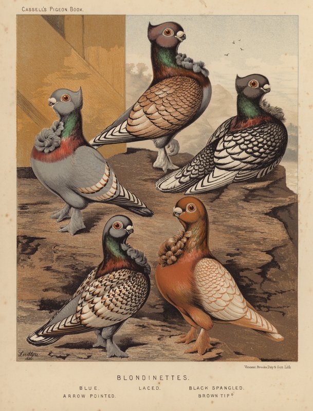 Kyyhkyset: Blondinettes, sininen, nauhallinen, musta spangled, nuolen terävä, ruskeakärkinen (väri litho) tekijältä J. W. (after) Ludlow