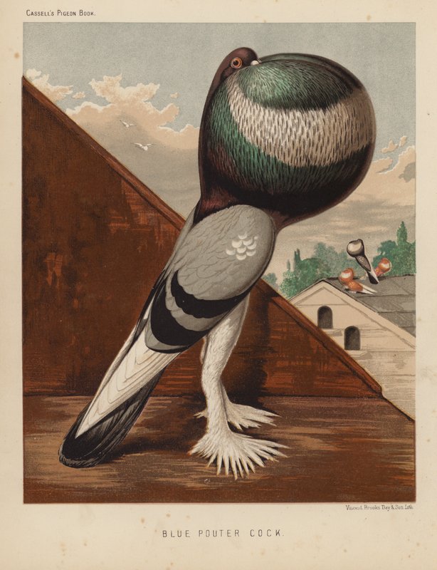 Kyyhkyset: Blue Pouter Cock (väri litho) tekijältä J. W. (after) Ludlow
