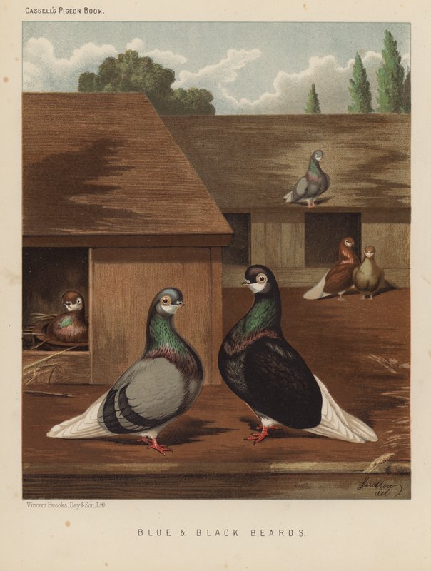 Kyyhkyset: Sininen ja musta parta (väri litho) tekijältä J. W. (after) Ludlow