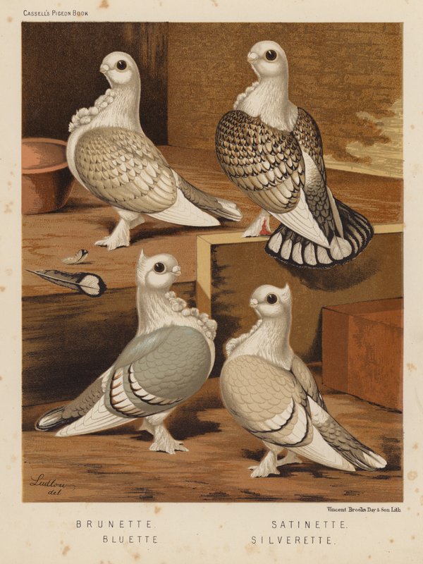 Kyyhkyset: Brunette; Satinette; Bluette; Silverette (väri litho) tekijältä J. W. (after) Ludlow