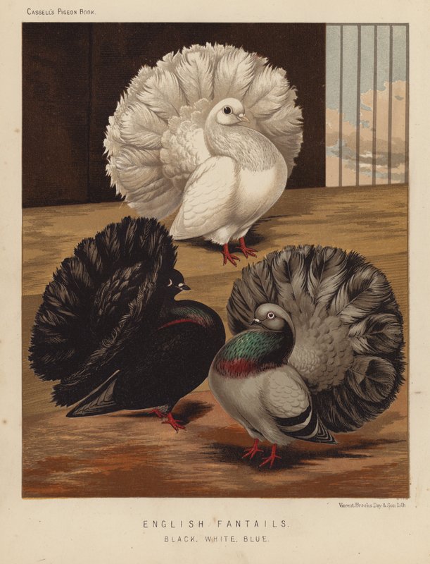 Kyyhkyset: englantilainen fantails, musta, valkoinen, sininen (väri litho) tekijältä J. W. (after) Ludlow