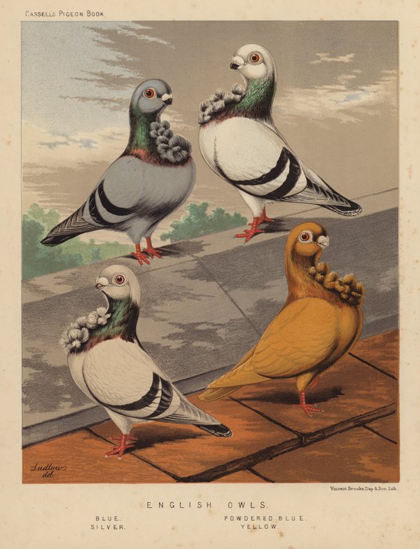 Kyyhkyset: englantilaiset pöllöt, sininen, jauhettu sininen, hopea, keltainen (väri litho) tekijältä J. W. (after) Ludlow