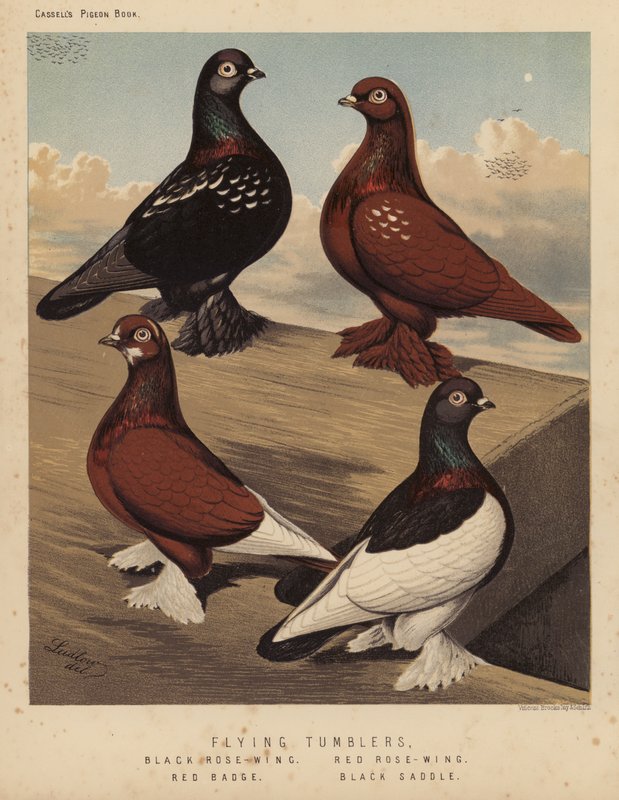 Kyyhkyset: Flying Tumblers, Black Rose-Wing, Red Rose-Wing, Red Badge, Black Saddle (väri litho) tekijältä J. W. (after) Ludlow