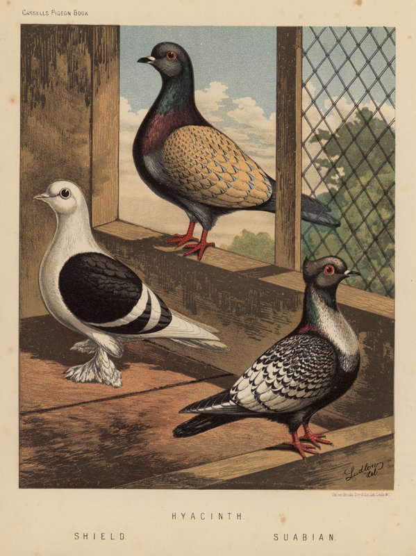 Coloms: Jacint; Escut; Suabian (color lito) finlandès tekijältä J. W. (after) Ludlow
