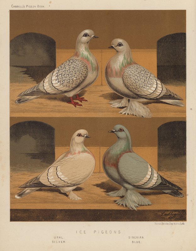 Kyyhkyset: Ice Pigeons, Ural, Siperian, hopea, sininen (väri litho) tekijältä J. W. (after) Ludlow