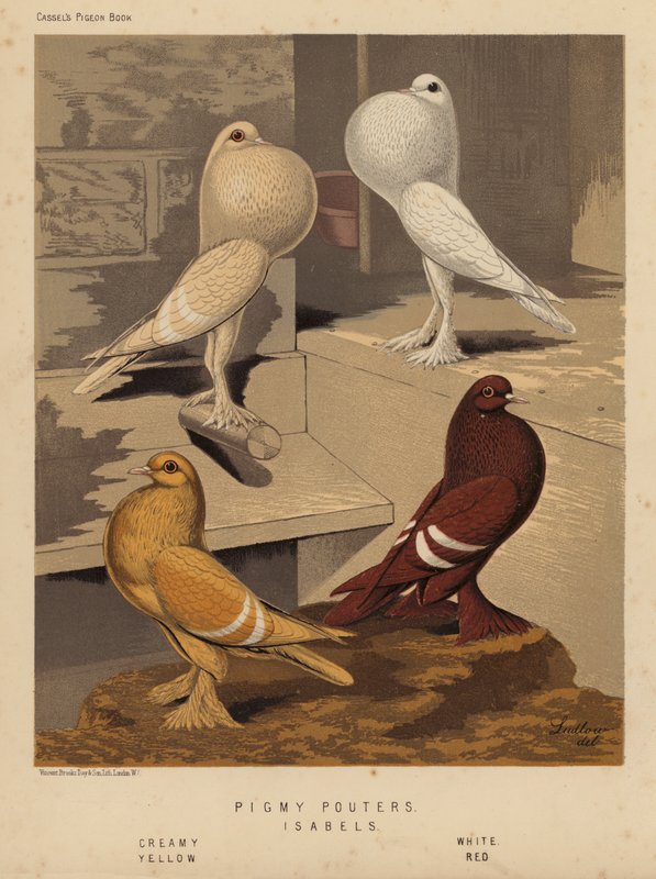 Kyyhkyset: Pigmy Pouters; Isabels, kermainen, valkoinen, keltainen, punainen (väri litho) tekijältä J. W. (after) Ludlow