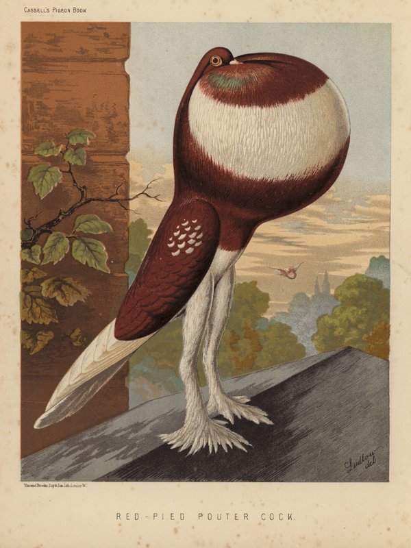 Kyyhkyset: Red-Pied Pouter Cock (väri litho) tekijältä J. W. (after) Ludlow