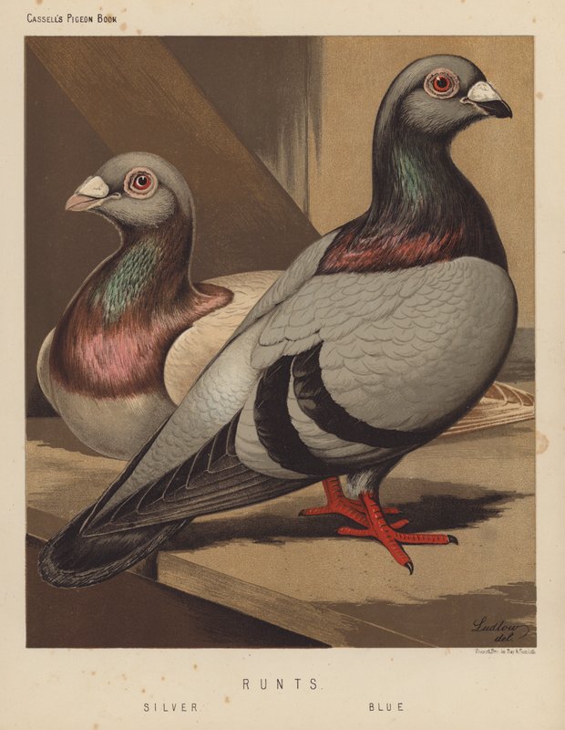 Kyyhkyset: Runts, hopea, sininen (väri litho) tekijältä J. W. (after) Ludlow