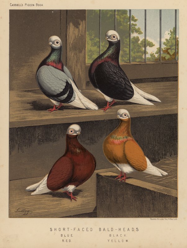 Kyyhkyset: Lyhytnaaiset kaljupäät, sininen, musta, punainen, keltainen (väri litho) tekijältä J. W. (after) Ludlow