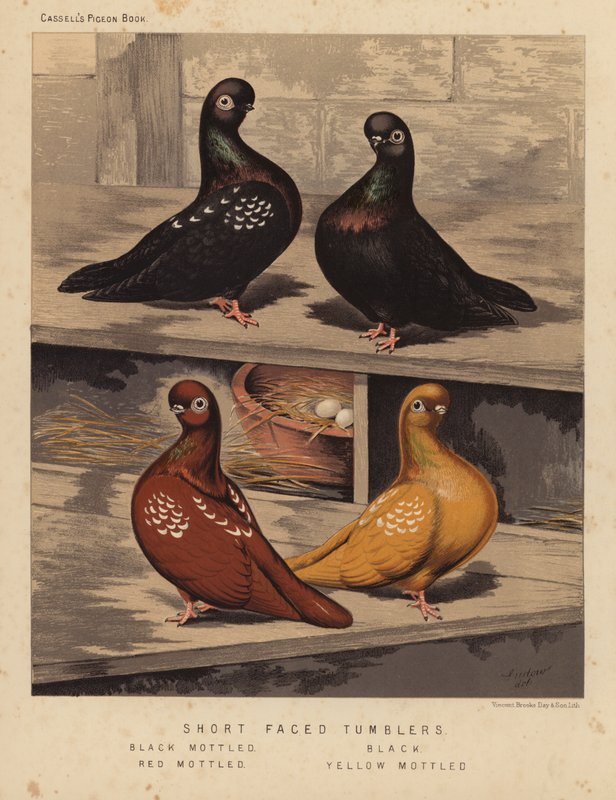 Kyyhkyset: Lyhytnaaiset juomalasit, musta kirjava, musta, punainen kirjava, keltalaikku (väri litho) tekijältä J. W. (after) Ludlow