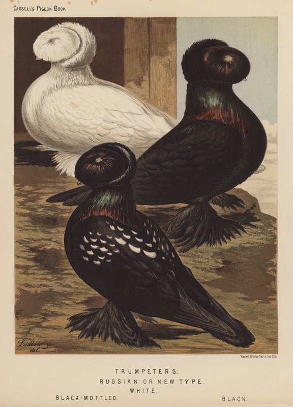 Kyyhkyset: Trumpetit, venäläinen tai uusi tyyppi, valkoinen, mustapilkku, musta (väri litho) tekijältä J. W. (after) Ludlow