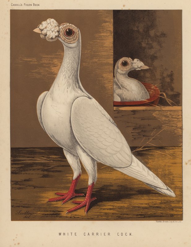 Kyyhkyset: White Carrier Cock (väri litho) tekijältä J. W. (after) Ludlow