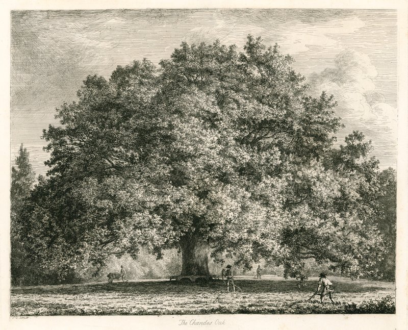 Chandos Oak, Michendon House, Southgate, Lontoo tekijältä Jacob George Strutt