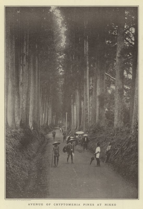 Avenue of Cryptomeria mäntyjä Nikkolla tekijältä Japanese Photographer