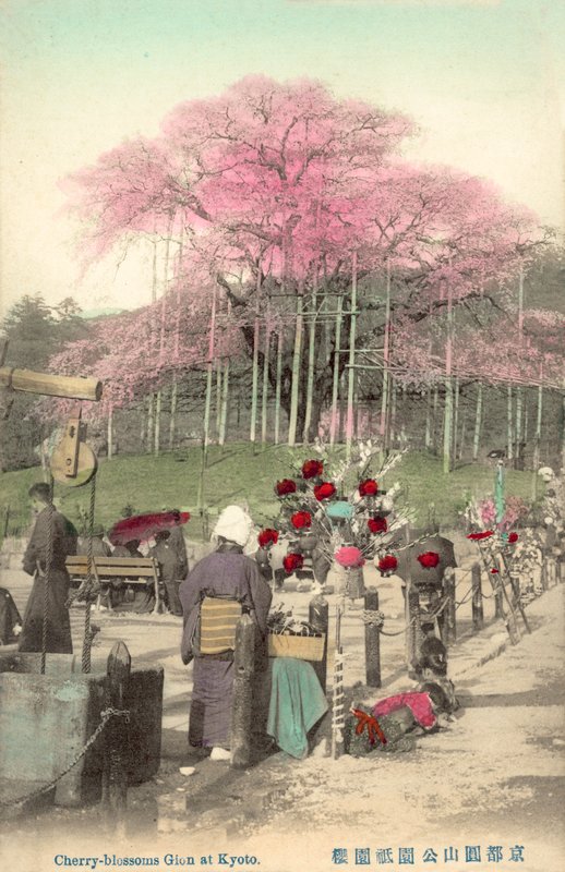 Cherry Blossoms, Gion, Kioto, Japani tekijältä Japanese Photographer