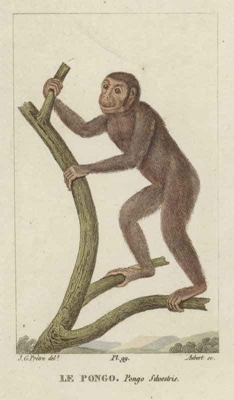 Pongo (orangutan) tekijältä Jean Gabriel Pretre