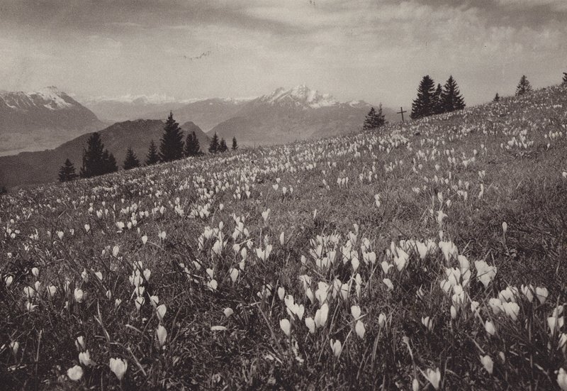 Rigi Kaltbad, Fruhling (m/w kuva) tekijältä Jean Gaberell