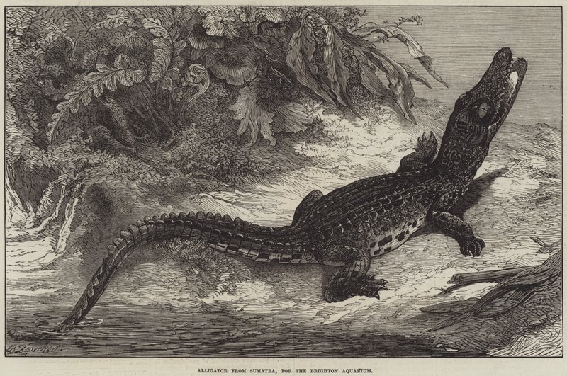 Alligaattori Sumatrasta, Brighton Aquariumiin tekijältä Johann Baptist Zwecker