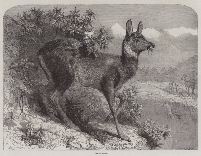Myskipeura tekijältä Johann Baptist Zwecker