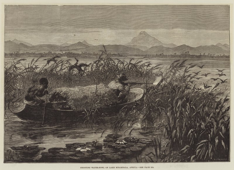 Vesilintujen ammunta Mirambala-järvellä Afrikassa tekijältä Johann Nepomuk Schonberg