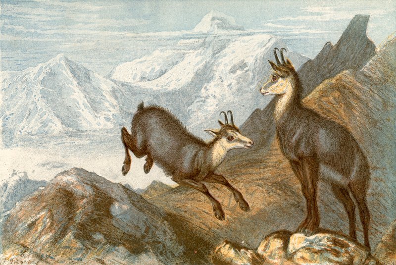 Säämiskä - "Säämiskänmetsästäjän metsästysmaa" tekijältä Johann Baptist Zwecker