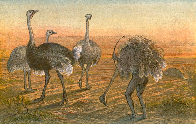 The Ostrich - "Purjehdus väärissä väreissä". tekijältä Johann Baptist Zwecker