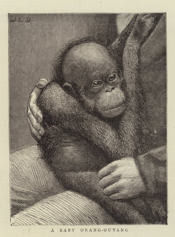 Vauva Orang-Outang tekijältä John Charles Dollman