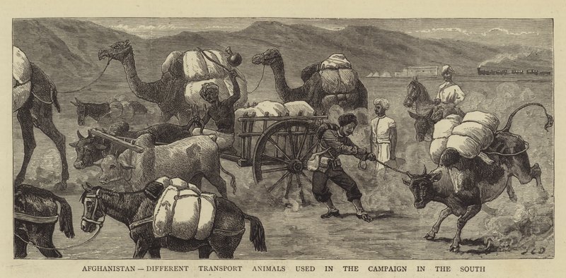 Afganistan, kampanjassa käytetyt erilaiset kuljetuseläimet etelässä tekijältä John Charles Dollman