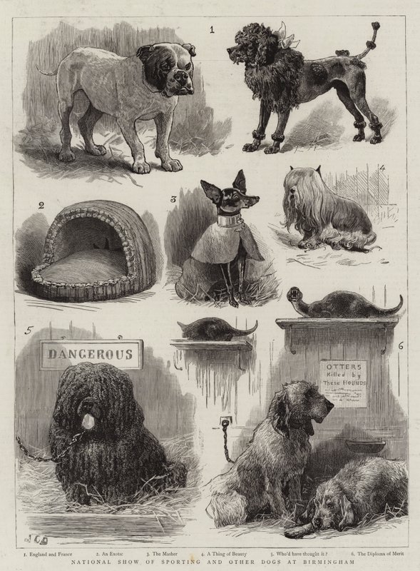 Urheilu- ja muiden koirien kansallinen näyttely Birminghamissa tekijältä John Charles Dollman