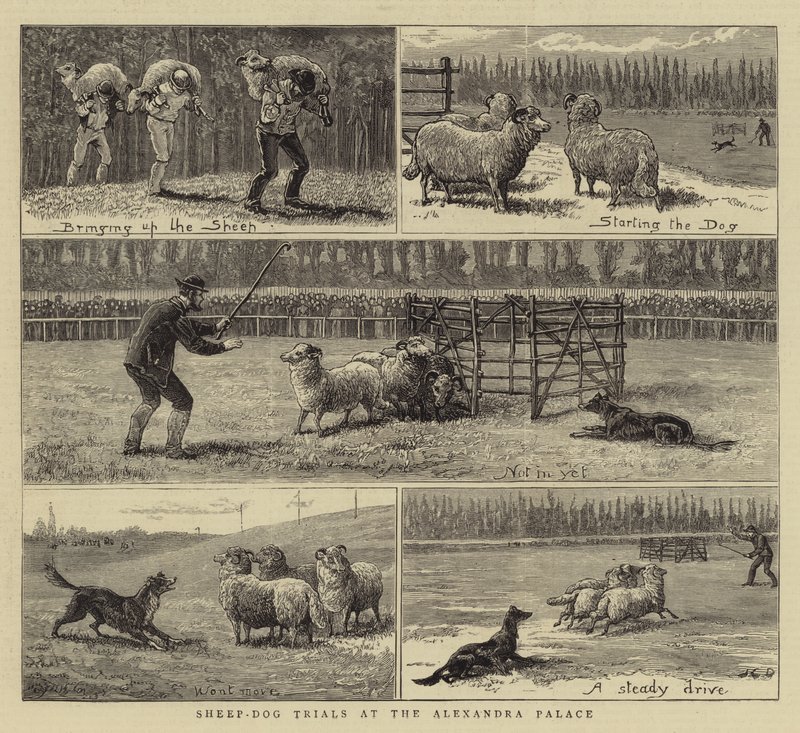 Lammas-koira-kokeet Alexandra Palacessa tekijältä John Charles Dollman