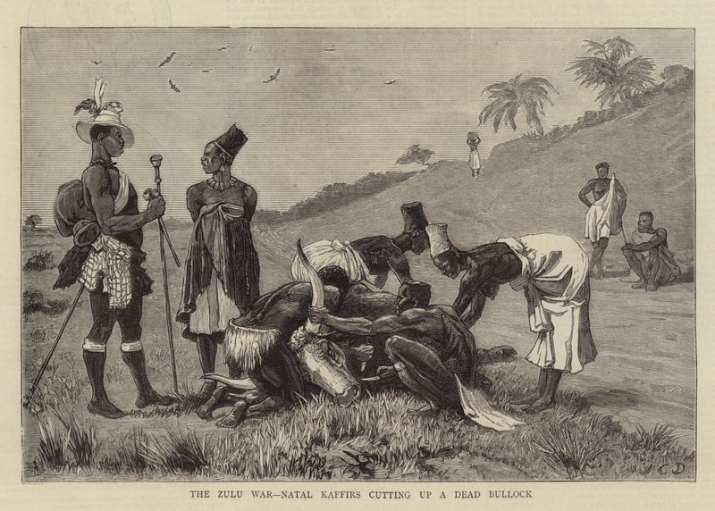 Zulu-sota, Natal Kaffirs leikkasi kuolleen härän tekijältä John Charles Dollman
