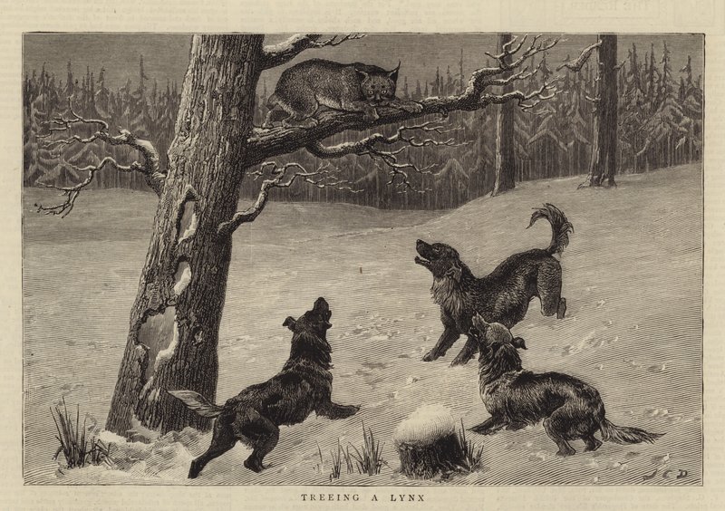 Ilveksen puuntaminen tekijältä John Charles Dollman