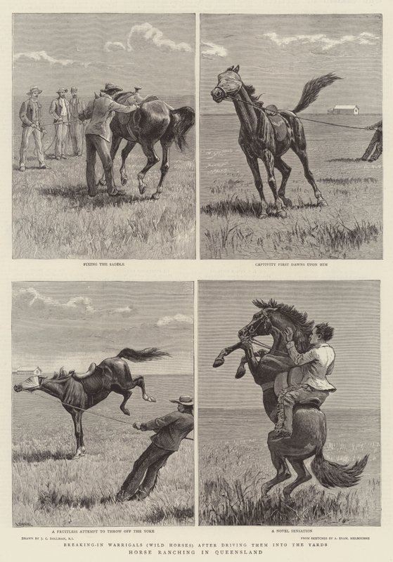 Hevosten kasvatus Queenslandissa tekijältä John Charles Dollman