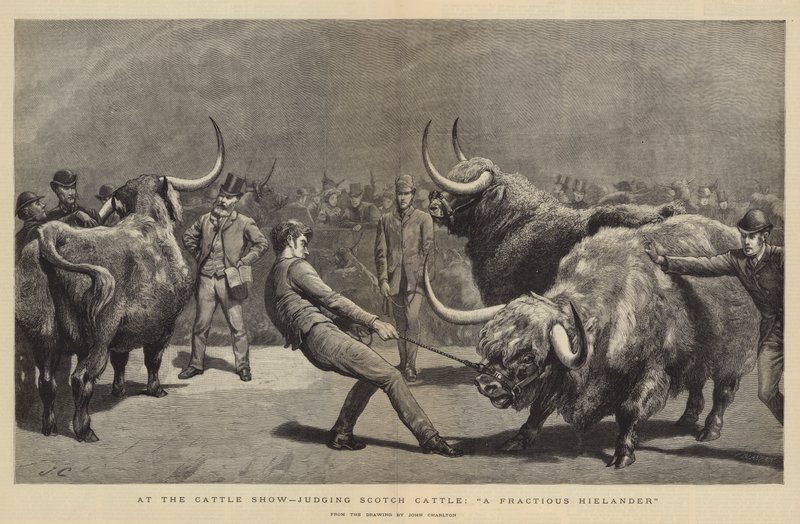 Nautanäyttelyssä arvostelee Scotch Cattle, A Fractious Hielander tekijältä John Charlton