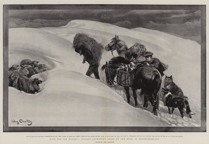 Ruokaa nälkäisille, hoitavat lumiseen sidottuja lampaita kukkuloilla Northumberlandissa tekijältä John Charlton