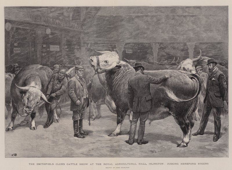 Smithfield Clubin karjanäyttely Royal Agricultural Hallissa Islingtonissa, tuomarina Hereford Steers tekijältä John Charlton