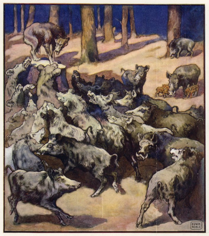 Kannon keskellä seisoi iso harmaa susi (väri litho) tekijältä John Edwin Noble