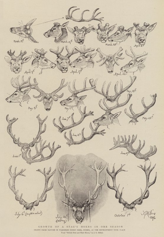 Hirven sarvien kasvu yhdellä kaudella tekijältä John Everett Millais