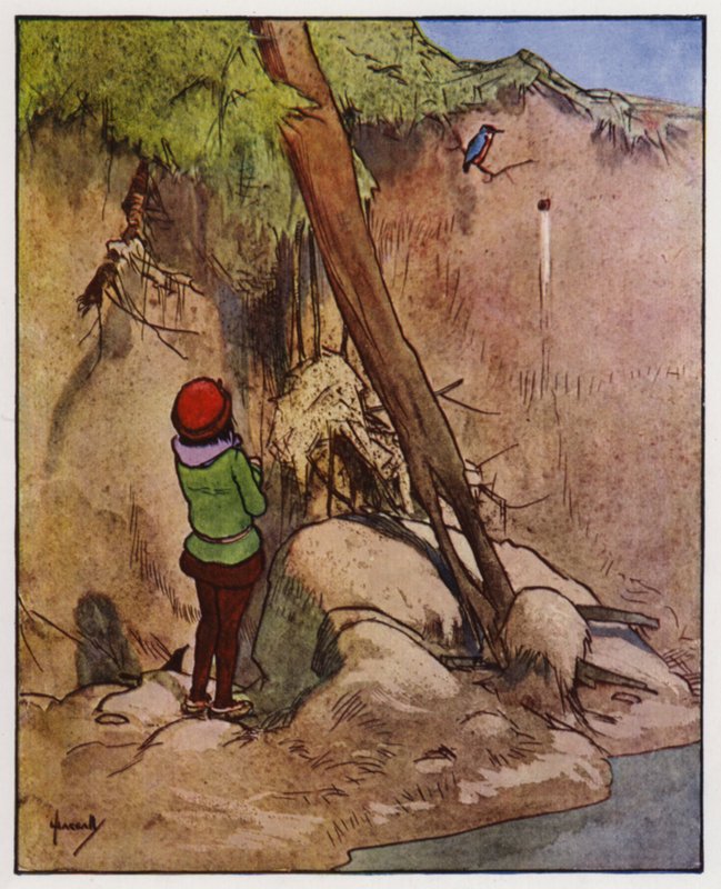 Kingfisher (väri litho) tekijältä John Hassall