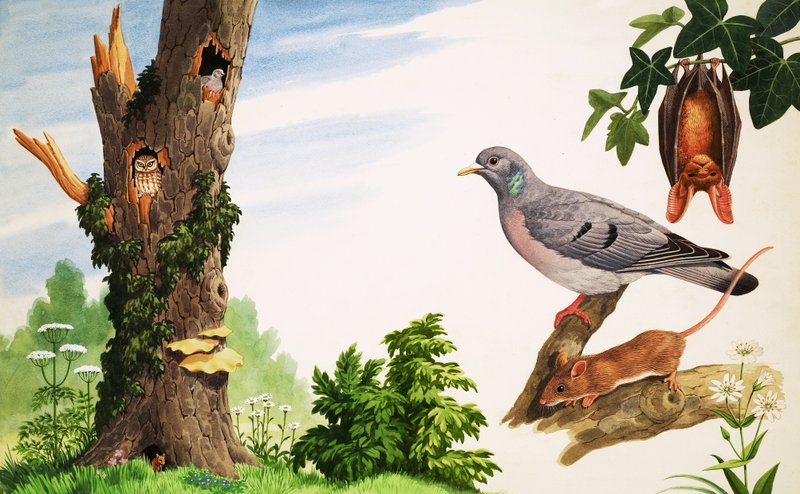 Kuollut puu tekijältä John Rignall