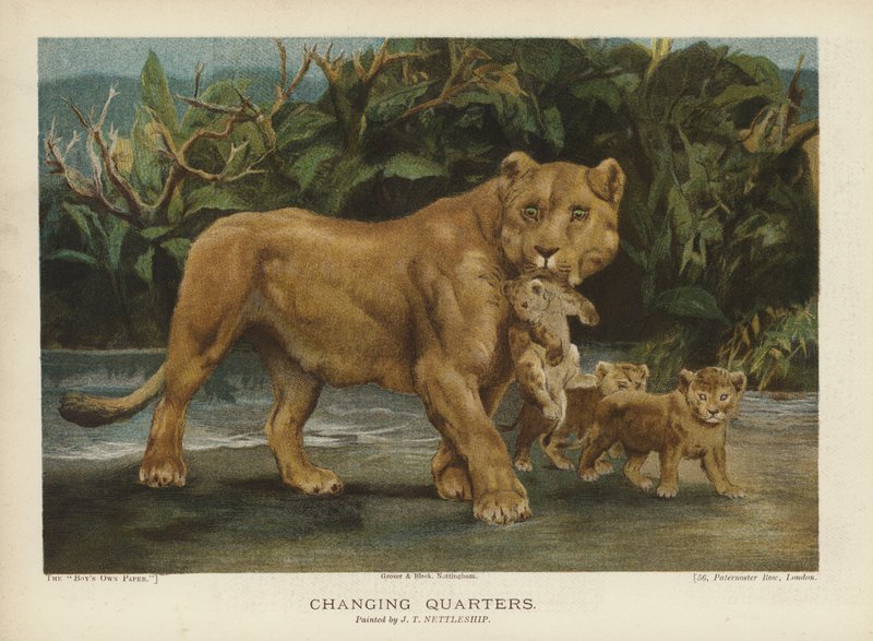 Vaihtelevat neljännekset: naarasleijona siirtää pentujaan (chromolitho) tekijältä John Trivett Nettleship