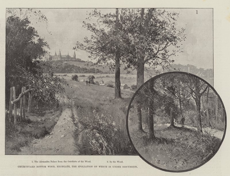 Churchyard Bottom Wood, Highgate, jonka tuhoamisesta keskustellaan tekijältä Joseph Holland Tringham