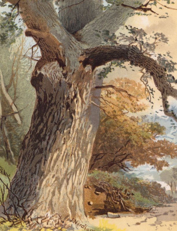Elm-Trunk (värilitro) tekijältä Joseph Needham