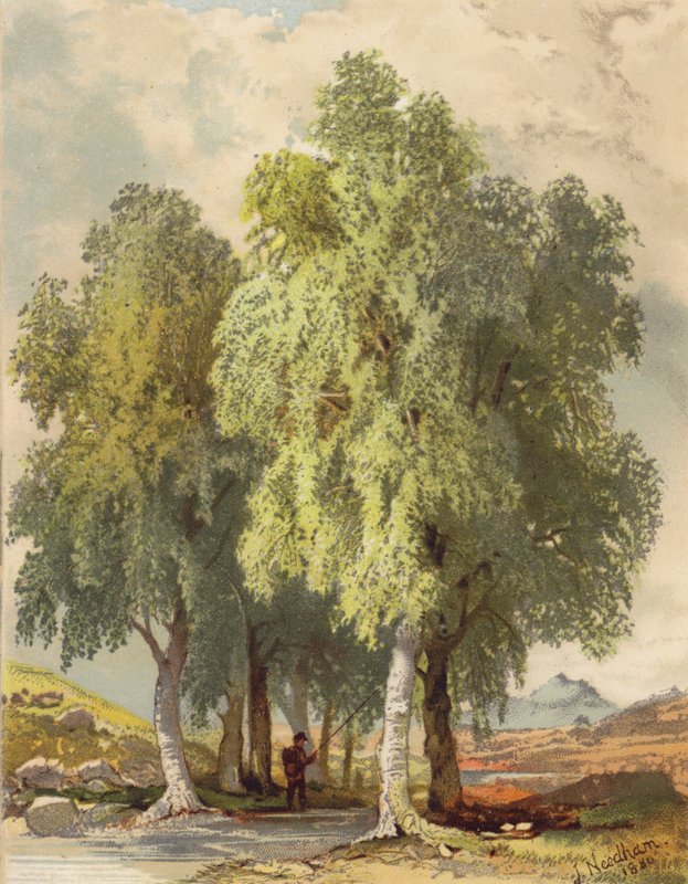 Koivuryhmä (värilitro) tekijältä Joseph Needham