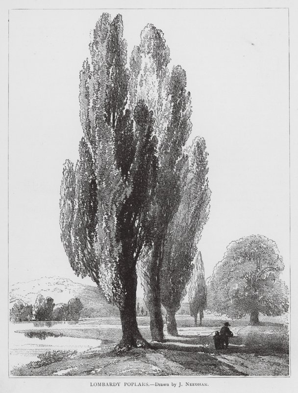 Lombardian poppelit (litografia) tekijältä Joseph Needham
